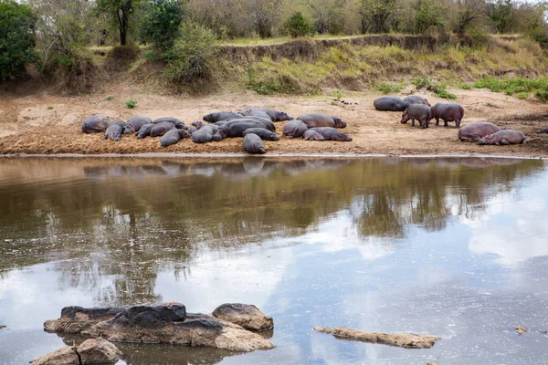 Сафарі Через Дикий Світ Національного Парку Масаї Мара Кенії Тут — стокове фото
