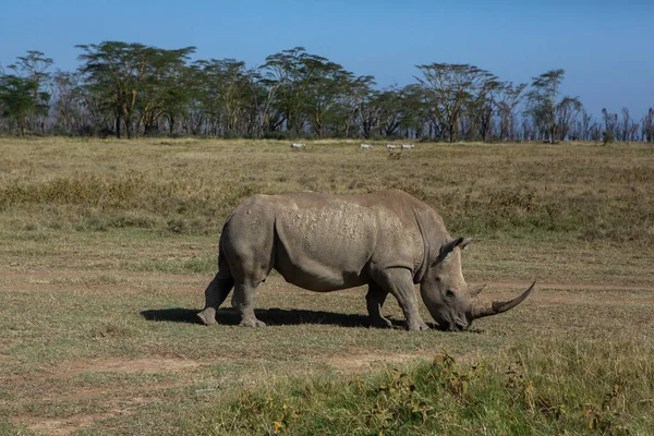 Safari Door Wilde Wereld Van Het Maasai Mara Nationaal Park — Stockfoto