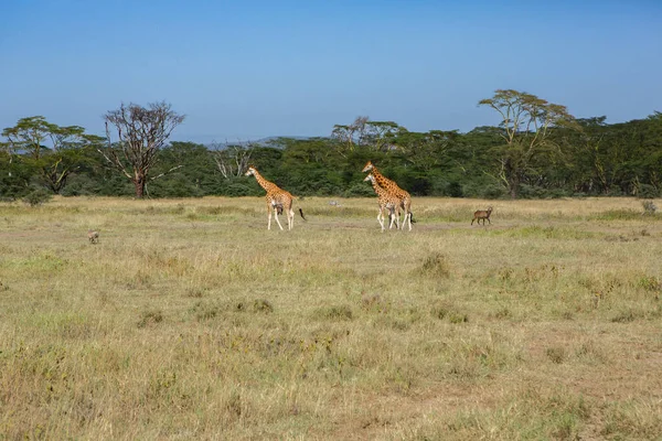 Safari Travers Monde Sauvage Parc National Maasai Mara Kenya Ici — Photo