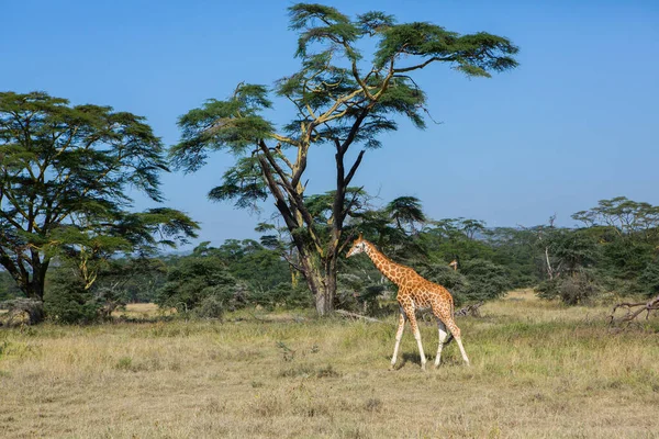 Safari Kenya Daki Maasai Mara Ulusal Parkı Nın Vahşi Dünyasından — Stok fotoğraf