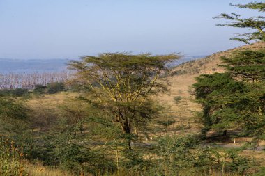 Renkli geleneksel binaları olan Kenya köyünde tipik bir Afrika sokağı.