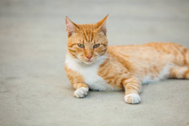 Beton zeminde yatan turuncu kedi kameraya bakıyor..