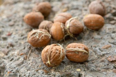 Soyulmuş cevizler yerde yatıyor, fotoğrafa yakın çekim.