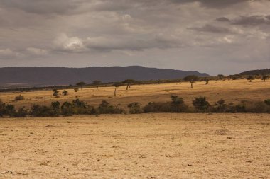 Afrika, Kenya 'daki ovalarda altın çayırlar. Masai Mara Ulusal Rezervi 'nde Afrika Savanası manzarası.