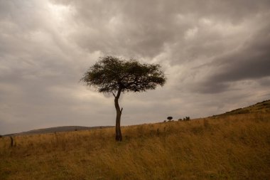 Afrika, Kenya 'daki ovalarda altın çayırlar. Masai Mara Ulusal Rezervi 'nde Afrika Savanası manzarası.