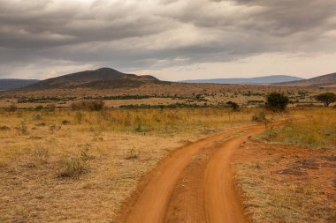 Afrika, Kenya 'daki ovalarda altın çayırlar. Masai Mara Ulusal Rezervi 'nde Afrika Savanası manzarası.