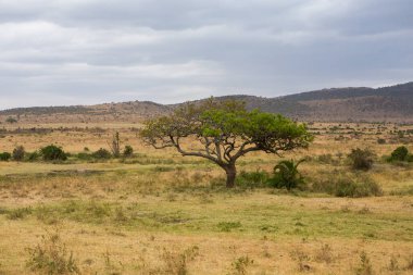 Afrika, Kenya 'daki ovalarda altın çayırlar. Masai Mara Ulusal Rezervi 'nde Afrika Savanası manzarası.
