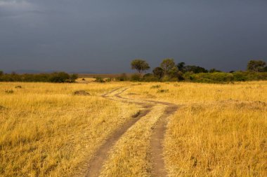 Afrika, Kenya 'daki ovalarda altın çayırlar. Masai Mara Ulusal Rezervi 'nde Afrika Savanası manzarası.
