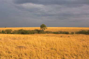 Afrika, Kenya 'daki ovalarda altın çayırlar. Masai Mara Ulusal Rezervi 'nde Afrika Savanası manzarası.