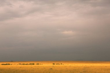 Afrika, Kenya 'daki ovalarda altın çayırlar. Masai Mara Ulusal Rezervi 'nde Afrika Savanası manzarası.