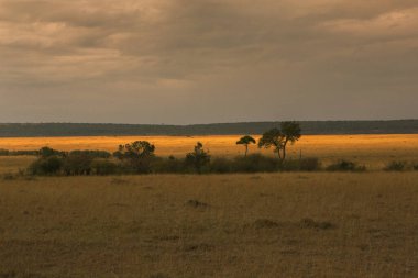 Afrika, Kenya 'daki ovalarda altın çayırlar. Masai Mara Ulusal Rezervi 'nde Afrika Savanası manzarası.
