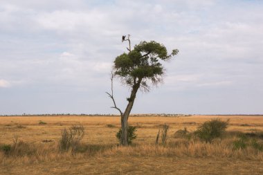 Afrika, Kenya 'daki ovalarda altın çayırlar. Masai Mara Ulusal Rezervi 'nde Afrika Savanası manzarası.