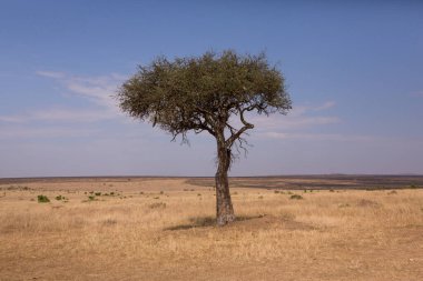 Afrika, Kenya 'daki ovalarda altın çayırlar. Masai Mara Ulusal Rezervi 'nde Afrika Savanası manzarası.
