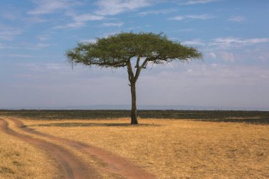 Afrika, Kenya 'daki ovalarda altın çayırlar. Masai Mara Ulusal Rezervi 'nde Afrika Savanası manzarası.