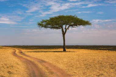 Afrika, Kenya 'daki ovalarda altın çayırlar. Masai Mara Ulusal Rezervi 'nde Afrika Savanası manzarası.