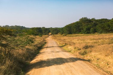 Afrika, Kenya 'daki ovalarda altın çayırlar. Masai Mara Ulusal Rezervi 'nde Afrika Savanası manzarası.