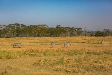 Afrika, Kenya 'daki ovalarda altın çayırlar. Masai Mara Ulusal Rezervi 'nde Afrika Savanası manzarası.