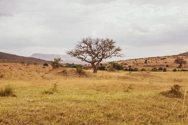 Zlaté Louky Savanských Polích Keni Africe Africká Krajina Savannah Masai — Stock fotografie