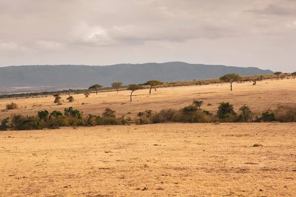 Afrika, Kenya 'daki ovalarda altın çayırlar. Masai Mara Ulusal Rezervi 'nde Afrika Savanası manzarası.