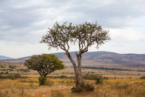 Zlaté Louky Savanských Polích Keni Africe Africká Krajina Savannah Masai — Stock fotografie