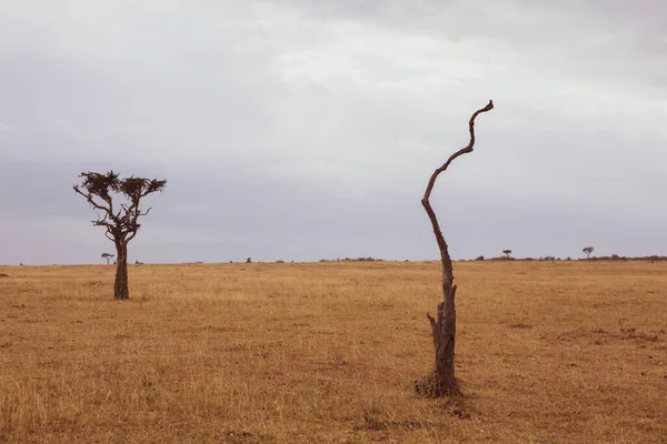 Prati Dorati Nei Campi Savana Kenya Africa Paesaggio Della Savana — Foto Stock