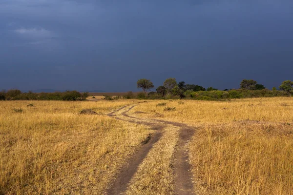 Złote Łąki Polach Sawanny Kenii Afryka Afrykański Krajobraz Savannah Rezerwacie — Zdjęcie stockowe