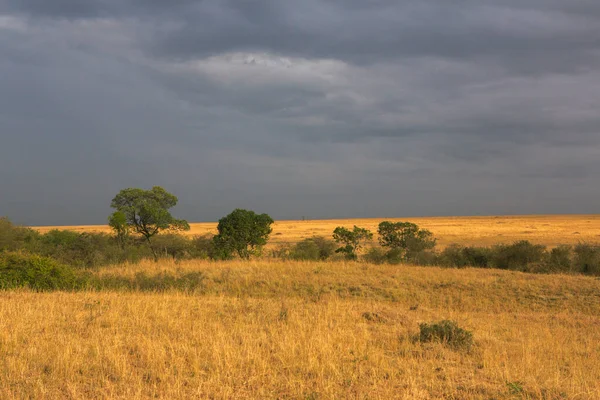 Golden Meadows Savanna Fields Kenya Africa African Savannah Landscape Masai — Stock Photo, Image