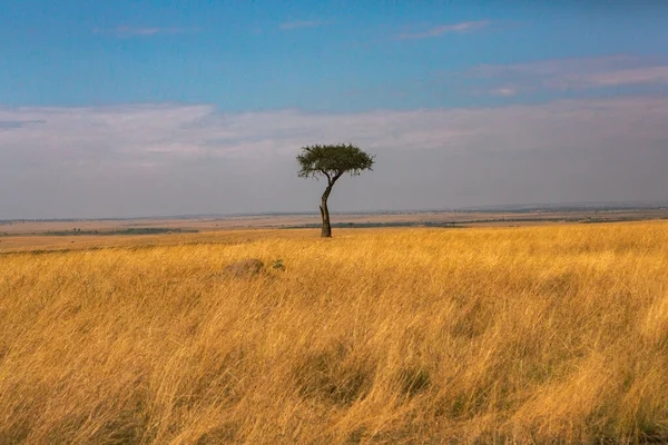 Golden meadows in the savanna fields in Kenya, Africa. African Savannah Landscape in Masai Mara National Reserve.