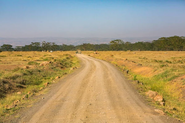 Goldene Wiesen Den Savannenfeldern Kenia Afrika Afrikanische Savannenlandschaft Masai Mara — Stockfoto