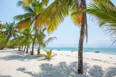 Beyaz kum ve palmiyeli cennet kumsalı. Kenya Mombasa 'nın Hint Okyanusu çevresindeki Diani Sahili. Afrika 'da manzara fotoğrafı egzotik plaj
