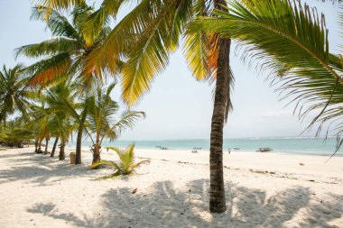 Beyaz kum ve palmiyeli cennet kumsalı. Kenya Mombasa 'nın Hint Okyanusu çevresindeki Diani Sahili. Afrika 'da manzara fotoğrafı egzotik plaj