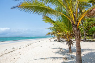 Beyaz kum ve palmiyeli cennet kumsalı. Kenya Mombasa 'nın Hint Okyanusu çevresindeki Diani Sahili. Afrika 'da manzara fotoğrafı egzotik plaj