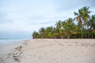Beyaz kum ve palmiyeli cennet kumsalı. Kenya Mombasa 'nın Hint Okyanusu çevresindeki Diani Sahili. Afrika 'da manzara fotoğrafı egzotik plaj