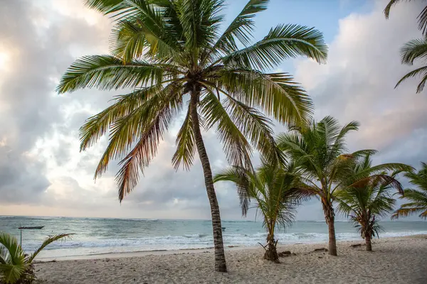 Paradise Beach White Sand Palms Diani Beach Indian Ocean Surroundings — Stock Photo, Image