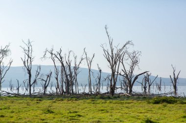 Nakuru Gölü 'ndeki Afrika manzarası. Kenya 'nın güzel doğası