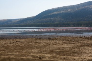 Nakuru Gölü 'ndeki Afrika manzarası. Kenya 'nın güzel doğası