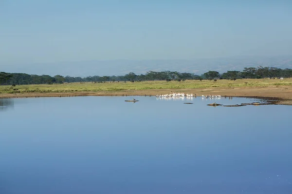 Paisaje Africano Lago Nakuru Hermosa Naturaleza Kenia —  Fotos de Stock
