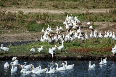 Beyaz kaz sürüsü gölün sularında yüzer..