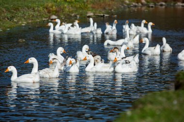 Beyaz kaz sürüsü gölün sularında yüzer..