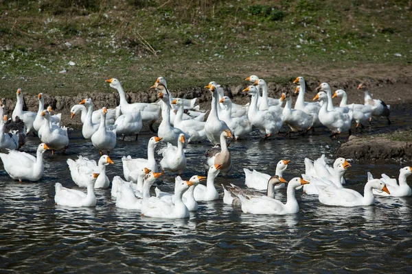 Flock Vita Gäss Simmar Vattnet Sjön — Stockfoto