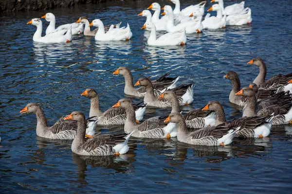 Flock White Geese Swims Water Lake — Stock Photo, Image