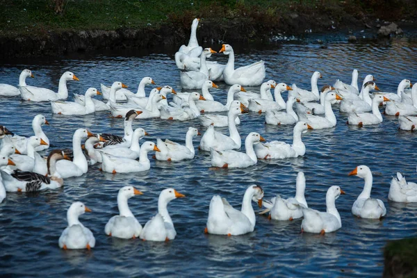湖の水の中を泳いでいる白いガチの群れ — ストック写真