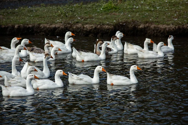 湖の水の中を泳いでいる白いガチの群れ — ストック写真