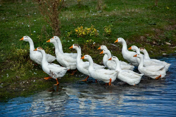 Flock White Geese Swims Water Lake — Stock Photo, Image