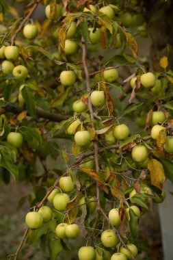 Meyve bahçesindeki elma ağacında kırmızı elmalar. Olgun elmalar hasat etmeye hazır..