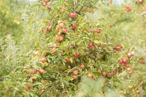 Röda Äpplen Äppelträd Fruktträdgården Mogna Äpplen Redo Att Skördas — Stockfoto