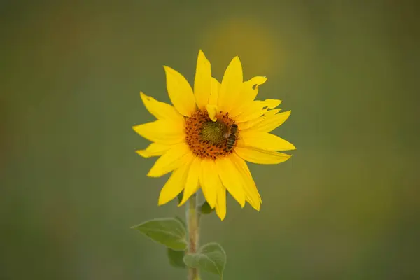 Соняшник Полі Зеленим Листям Соняшник Природний Фон — стокове фото