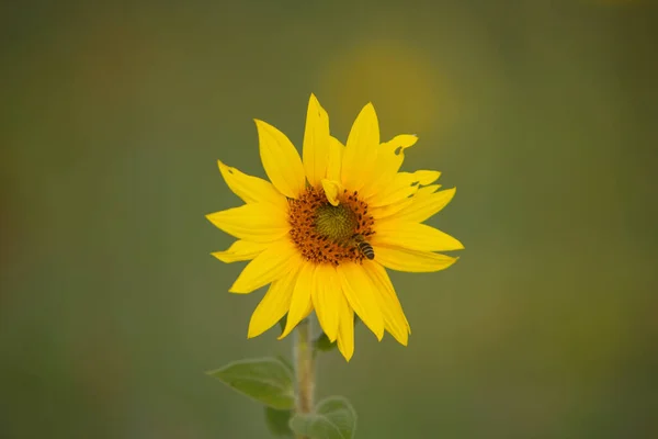 Соняшник Полі Зеленим Листям Соняшник Природний Фон — стокове фото