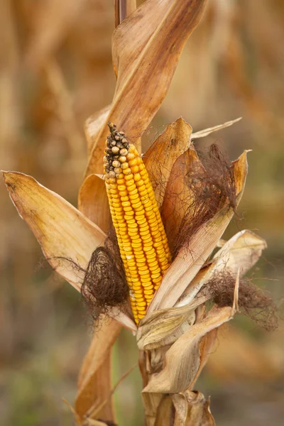 在田里关上一个装有玉米芯的桶 农夫的手握住玉米地上的玉米芯收割 — 图库照片