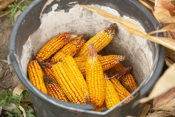 在田里关上一个装有玉米芯的桶 农夫的手握住玉米地上的玉米芯收割 — 图库照片